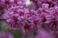 Handroanthus impetiginosus